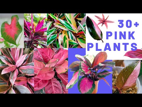 , title : '30+ Pretty PINK plants | pink houseplants| MOODY BLOOMS'