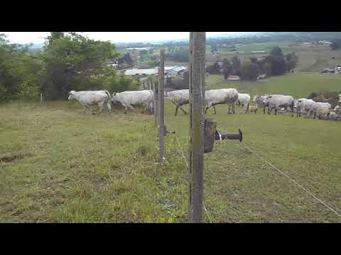 Mucche al pascolo!||The Happy Farm