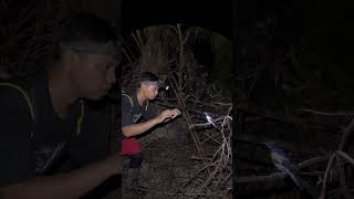 Download lagu Nangkap burung kacer mahal pakai tangan kosong 😳 #shorts #viral mp3
