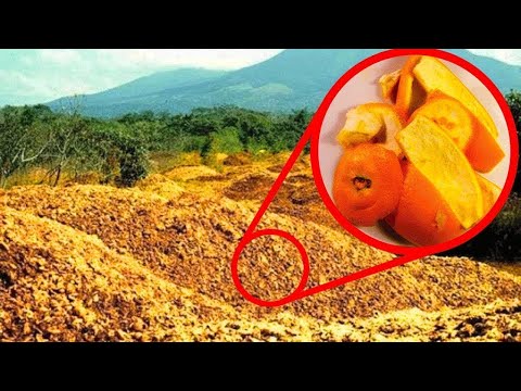 They Threw 12,000 Tons Of Orange Peels In A Forest. 16 Years Later They Returned to See The Results…