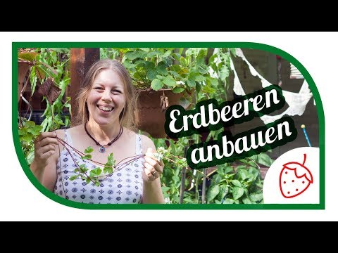 , title : 'Erdbeeren 🍓 vermehren, pflanzen und anbauen 🍓 Unsere Sortenempfehlung 🍓 Strawberry'