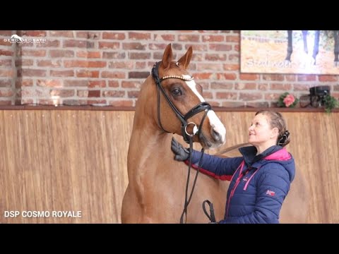 Cosmo Royale *2014 by Cosmopolitan x Casino Royale | Sosath Stallion Show 2022