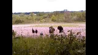 preview picture of video '2012 WI Turkey Hunt Double'