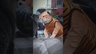 Download lagu DIDIKAN KIMWOYONG NGGAK PERNAH GAGAL 🗿 #kimwoyong #cats #cat mp3