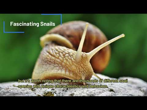 Snails Facts - Beautiful Snails - 4k Snail Video - Learn about Snails