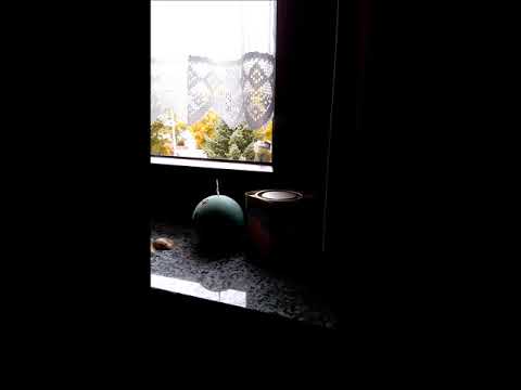 Meise klopft an unser Fenster