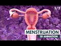 The Menstrual Cycle 3D Animation 2 2
