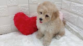 ハーフ犬の動画01