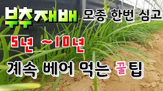 부추 모종 한번 심어서 10년 동안 베어 먹는 꿀팁 부추재배법 부추심는법