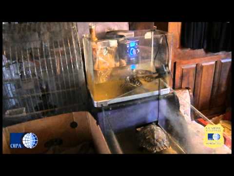 Scoperto allevamento abusivo con oltre 40 animali