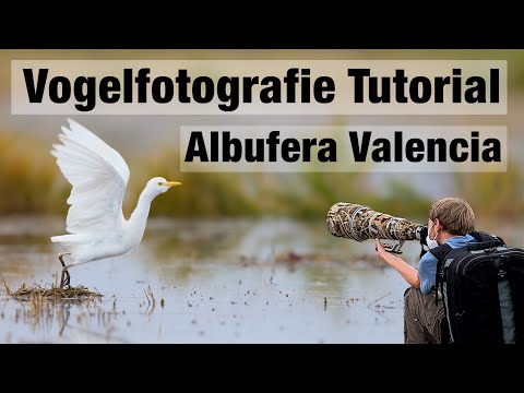 Vogelfotografie in den Reisfeldern im Süden von Valencia (Albufera)