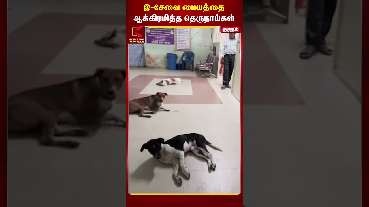 இ-சேவை மையத்தை ஆக்கிரமித்த தெருநாய்கள் #eSevaiCenter #streetdogs #chennai #Alandur #Alandur #eSevai