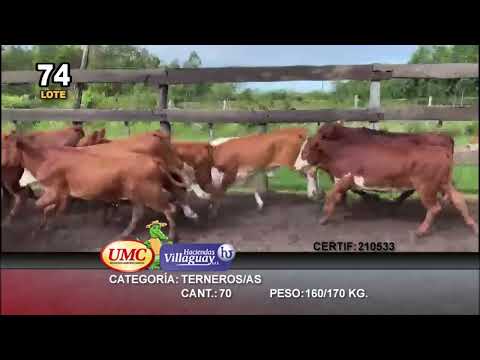 Lote 70 Terneros/as en Bella Vista, Corrientes