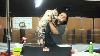 Snow Tempest in cat show (CFA)