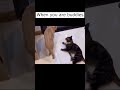 Cat Fight Black Cat Fights Back Against Orange Cat S Aggression Shorts Cat