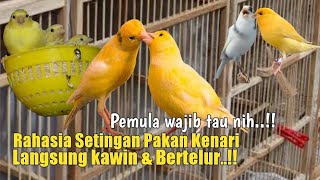 Download lagu Coba tau ini dari dulu‼️Rahasia pakan kenari agar cepat bertelur mp3