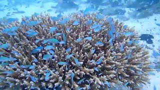 Distant Peace: Glimpses of life on Kwajalein Atoll, Republic of the Marshall Islands