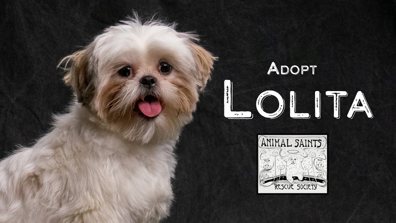 Lolita, a Adoptable mixed breed in Fort Montgomery, NY video 6/6