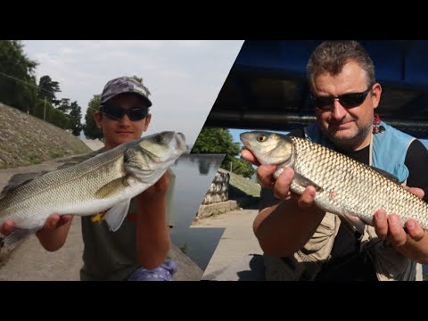 Praktični ribolov - brancini i klenovi sa Neretve u Metkoviću