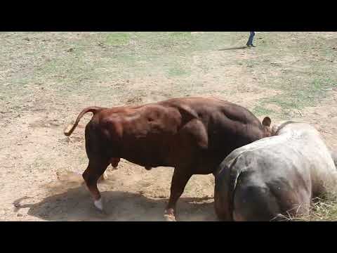 Borba bikova,crnogorac protiv bosanca