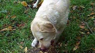 Captain Beefheart-Woe Is Uh Me Bop