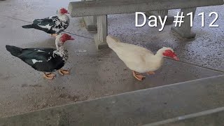 duck