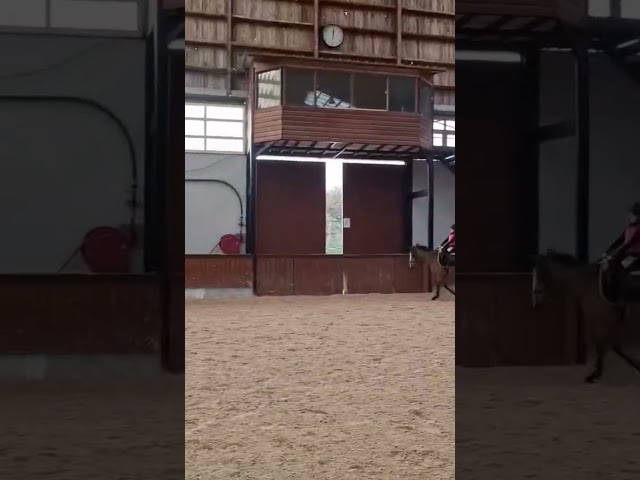 Un Gamin, superbe poney