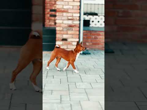 Basenji puppy for sale