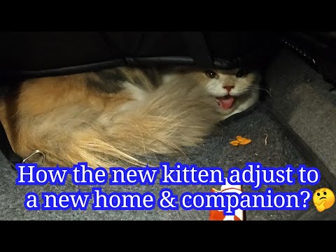 How the new kitten adjust to a new home & companion?