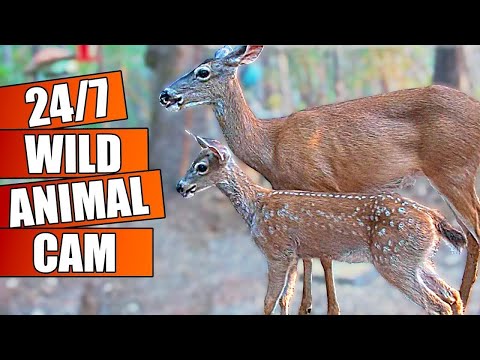 4K Live Animal Cam 🦌 [Deer, Raccoons, Turkeys, Squirrels]