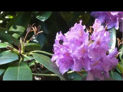 Rhododendron-Allee auf der Insel Rügen
