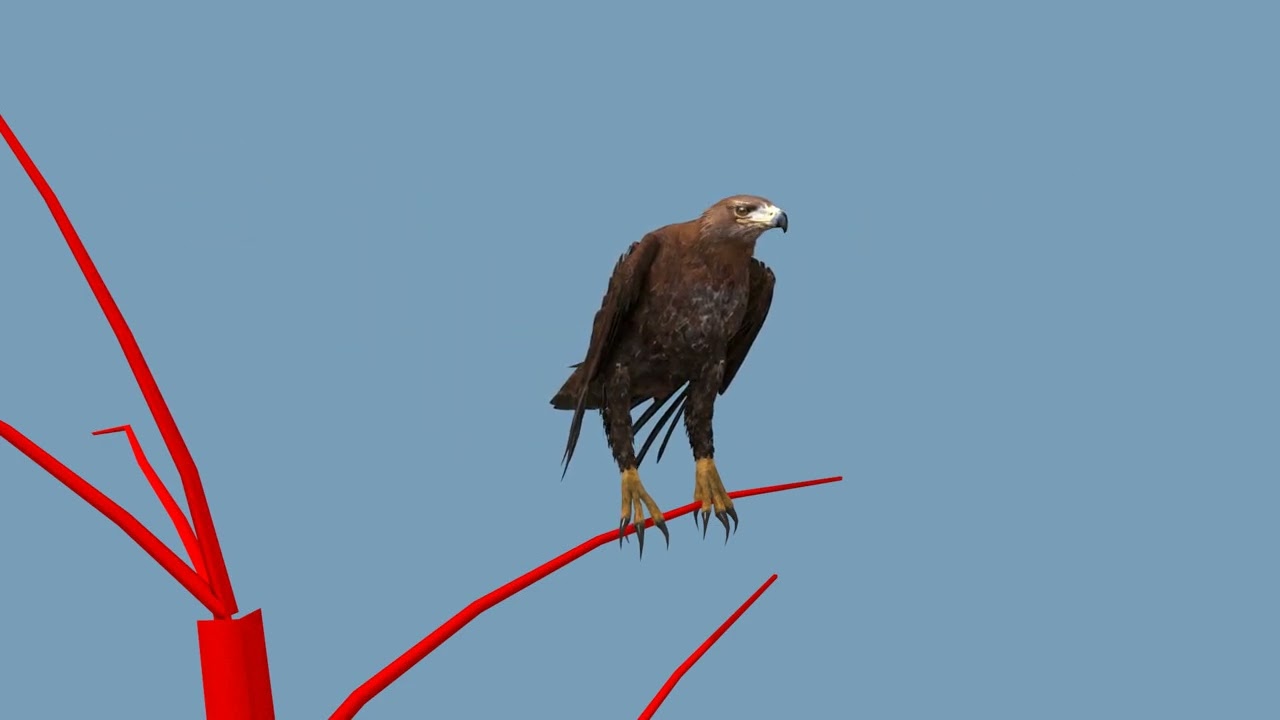 Pro Eagle - 8k - Animation 3D Modèle 3D