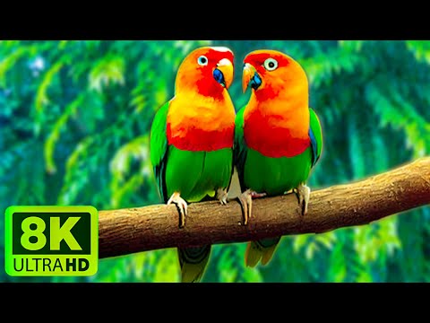 4K(ULTRA)HD 🐦Colorful Macaw Parrots - Stunning Birds in Sleep Music Forest Ambient Sounds