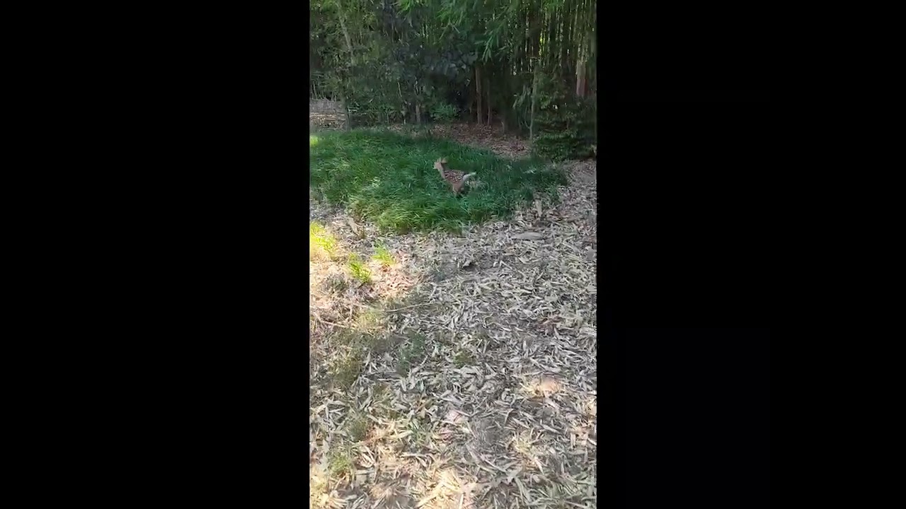 Young Deer Runs Through my Yard || ViralHog