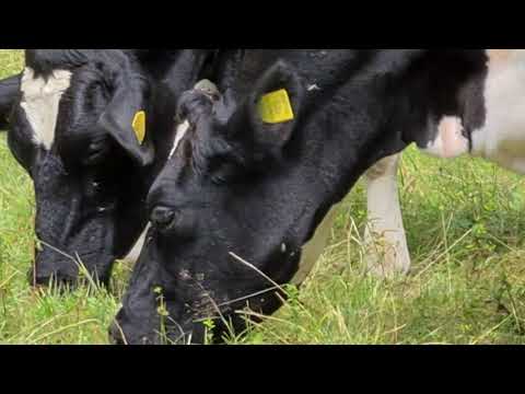ANDREA FRAPPORTI MUCCHE al PASCOLO nella SELVAGGIA FORESTA di CONIFERE TRENTINO