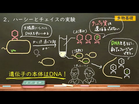 エシェリヒアについて詳しく解説