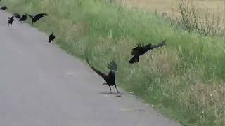 Mark Knopfler, Yon Two (Dozen) Crows