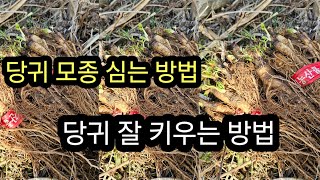당귀 모종 심는 방법 #당귀 잘 키우는 방법.