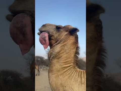 جمل يهدر