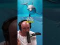 The Fascinating World of John Lilly and Dolphin Communication | Joe Rogan Experience #1185