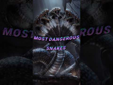 Top 10 Most Dangerous🐍 Snake In the World #shorts