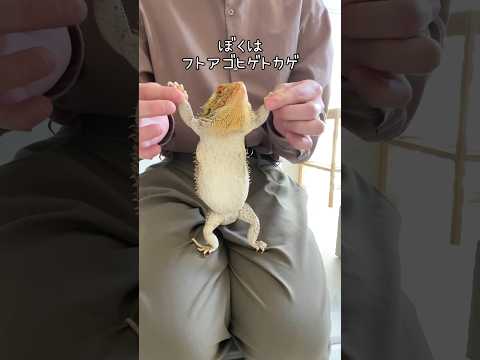 ゴンギロモルフス・ボジェリ