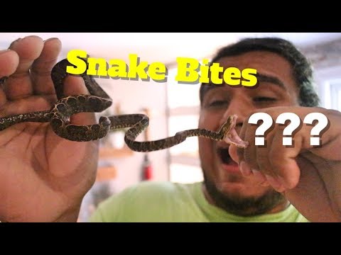 Do Snake Bites Hurt?? How To Avoid Getting Bitten By Your Pet Snake 🐍🐍🐍