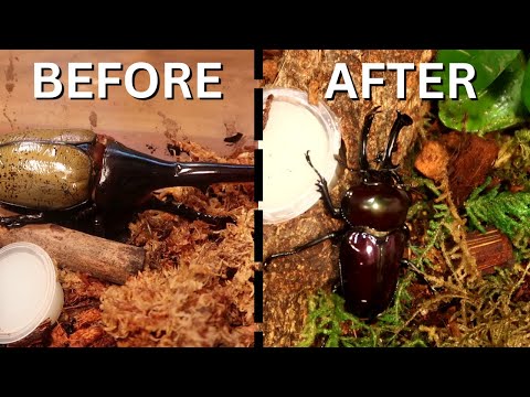 I made a Vivarium for Beetles!