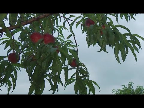 Picking peaches at Jenschke Orchards in Ferdericksburg | FOX 7 Austin
