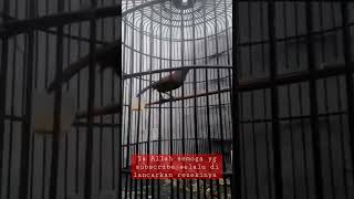 Download lagu suara Poksay mantel mp3 Download lagu suara Poksay mantel mp3