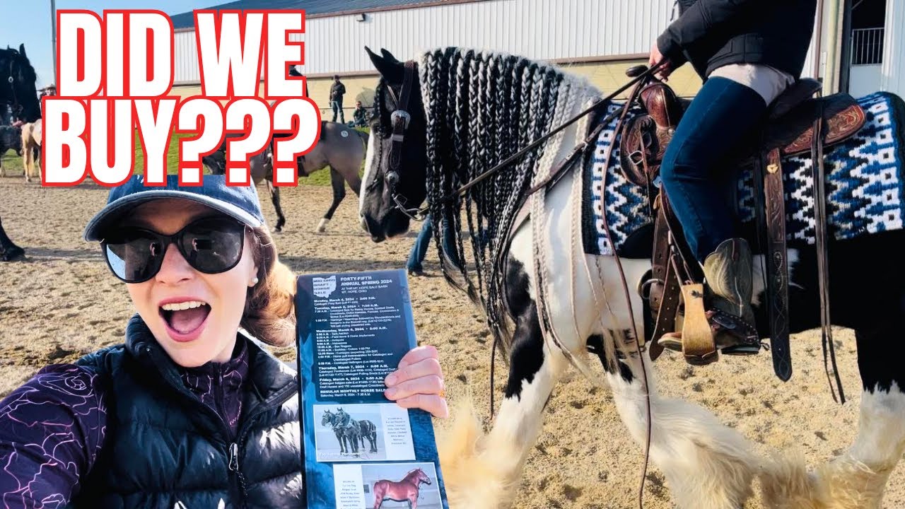 I'M ON A MISSION TO BUY AN AUCTION HORSE! Over 800 Horses At This Sale