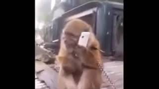 Download lagu Status wa monyet ngomong mp3