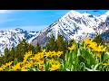 Spring Mountain Meadow Beautiful Relaxing Music Peaceful Soothing Instrumental Music By Tim Janis