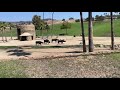Buffalo